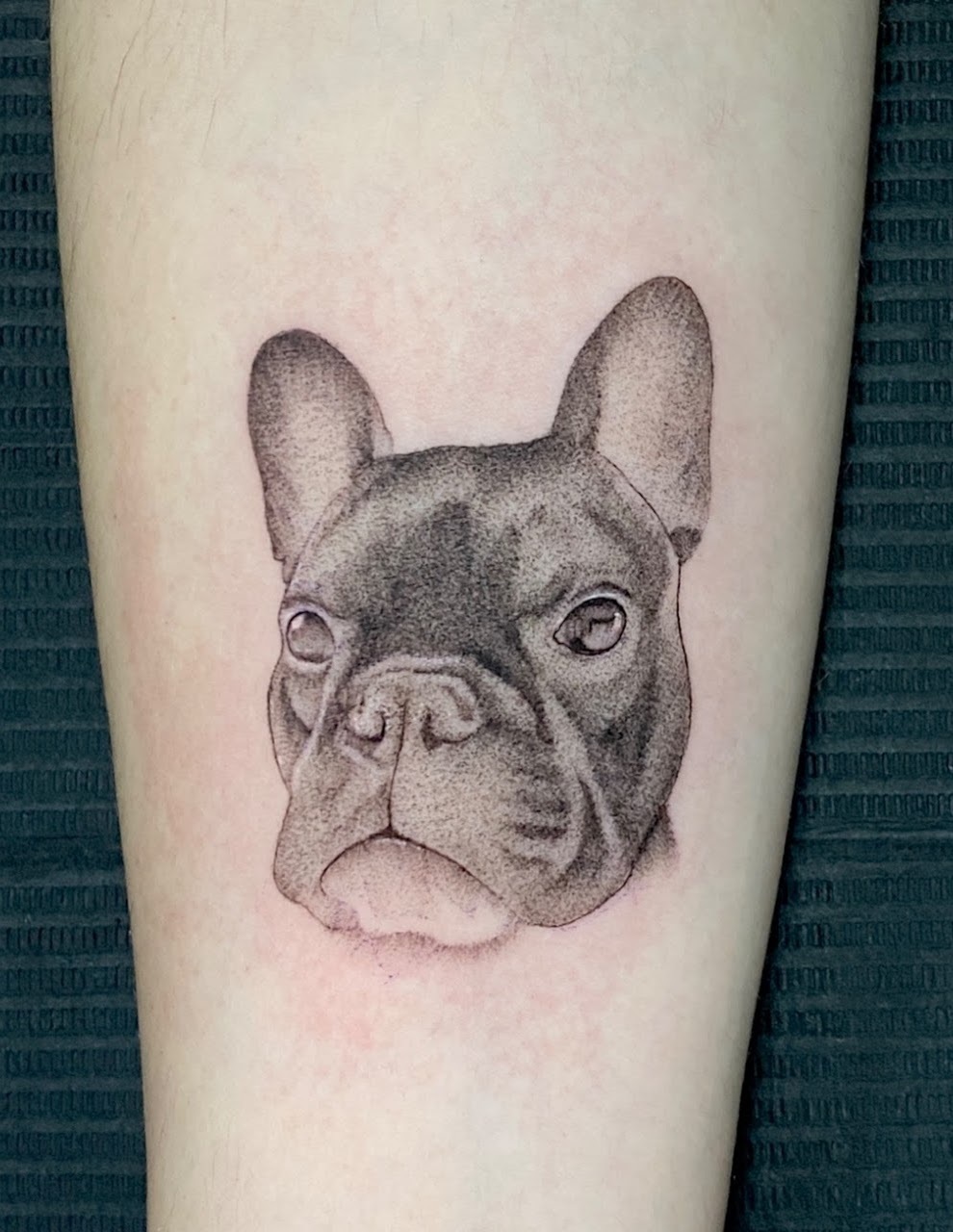 Tatuaje bulldog francés retrato realismo — CAOS Art Tattoo Chile