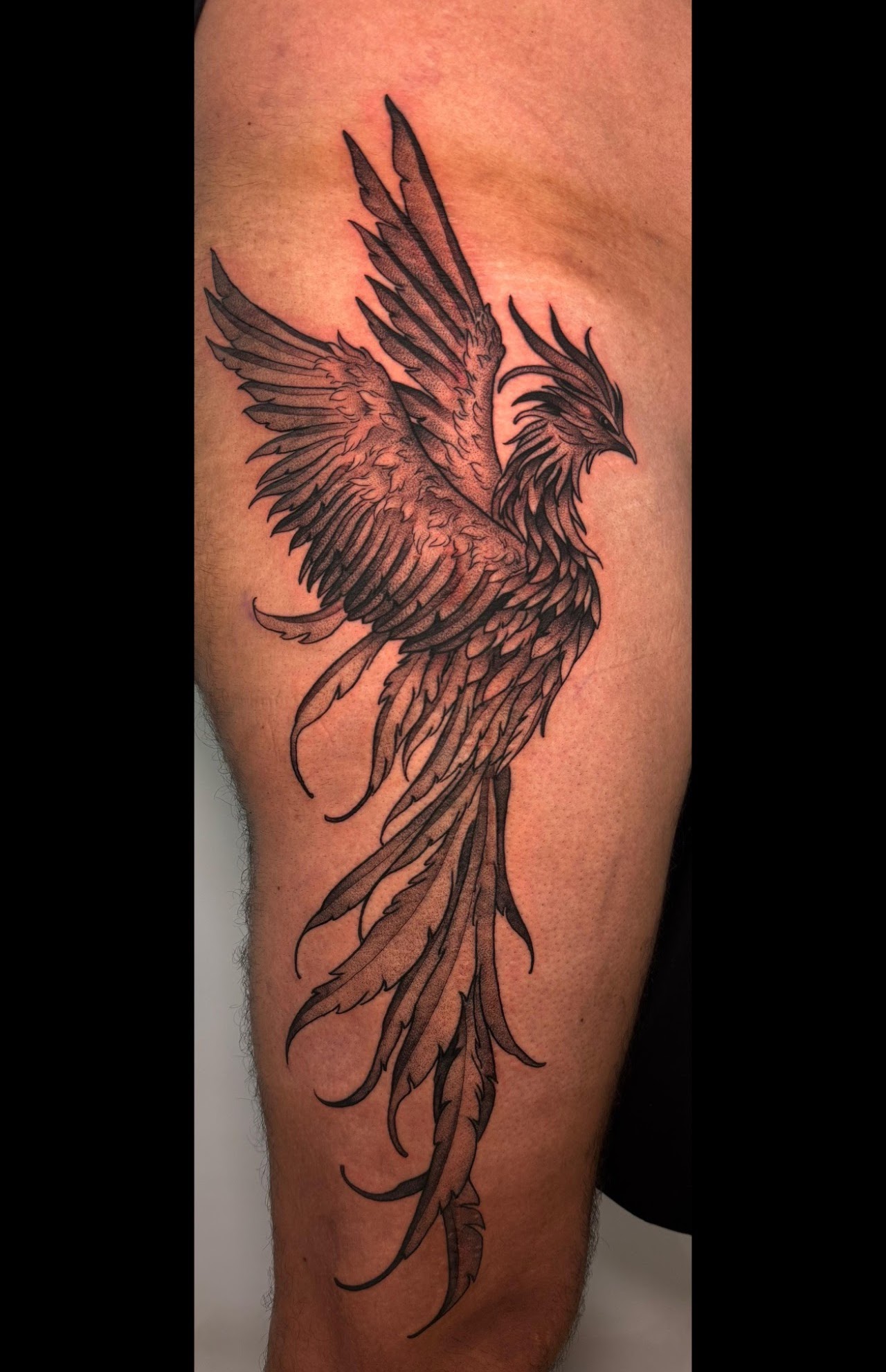 Tatuaje Fénix blackwork plumas detalladas — CAOS Art Tattoo Chile