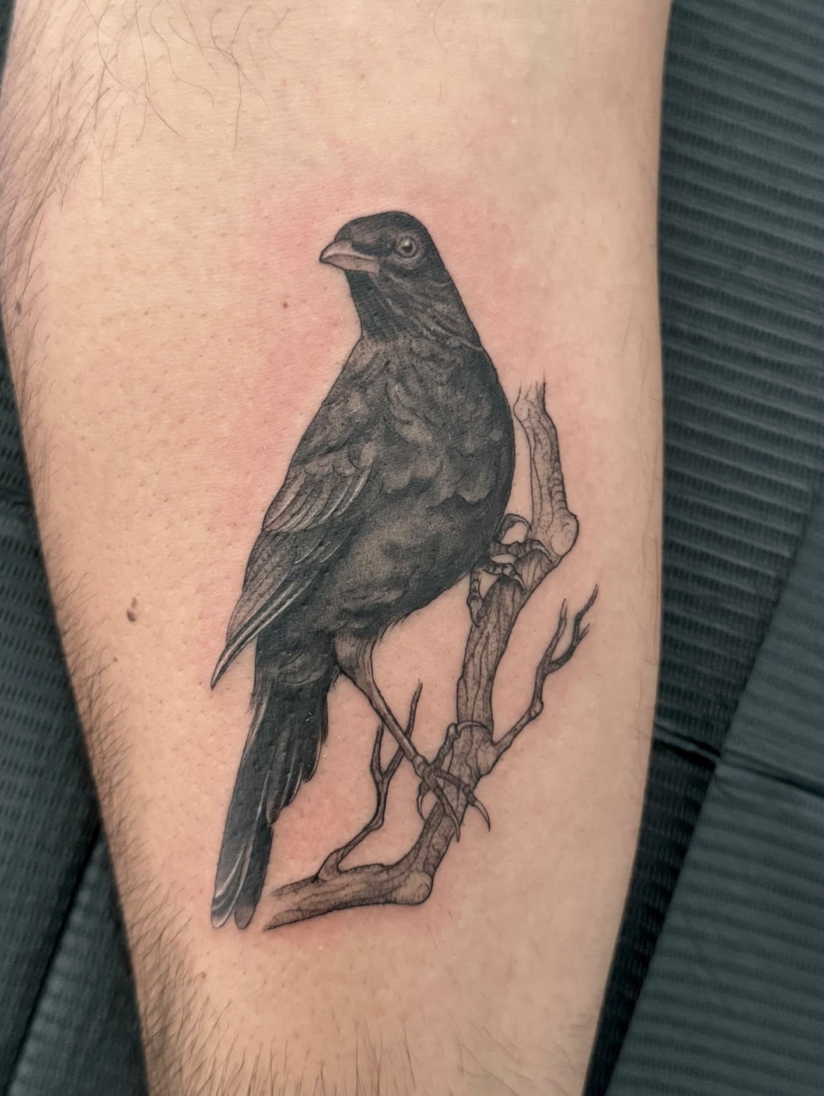 Tatuaje Mirlo negro posado en rama — CAOS Art Tattoo Chile